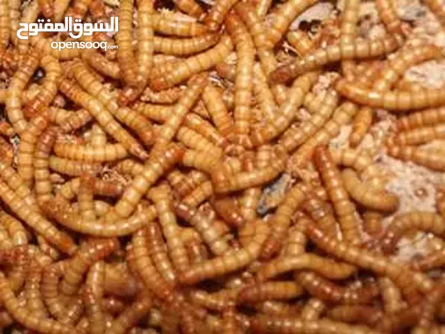 دود قبابي للبيع صويلح