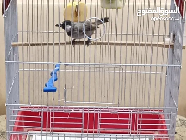 بلبل يغرد مع قفص نظيف جدا