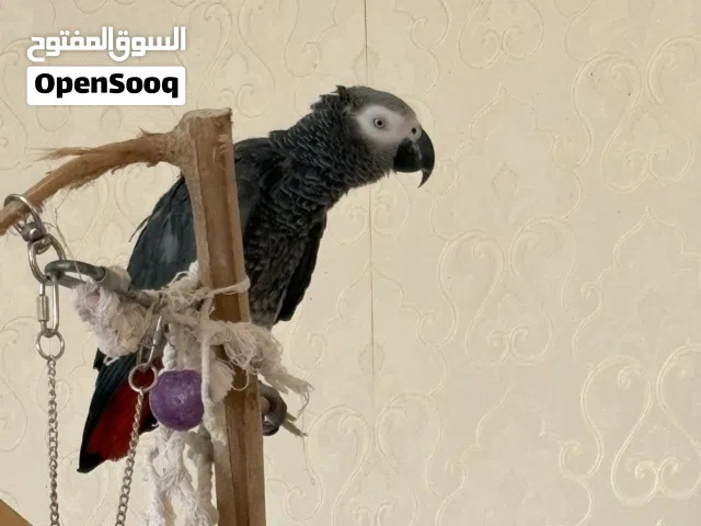 ببغاء كاسكو الافريقي سوبر سوبر جامبو حجم كبير ماشالله تبارك الله بغاء اليف ولعوب ومتحدث تبارك الله