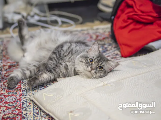 Persian Cat for Adoption - Silver