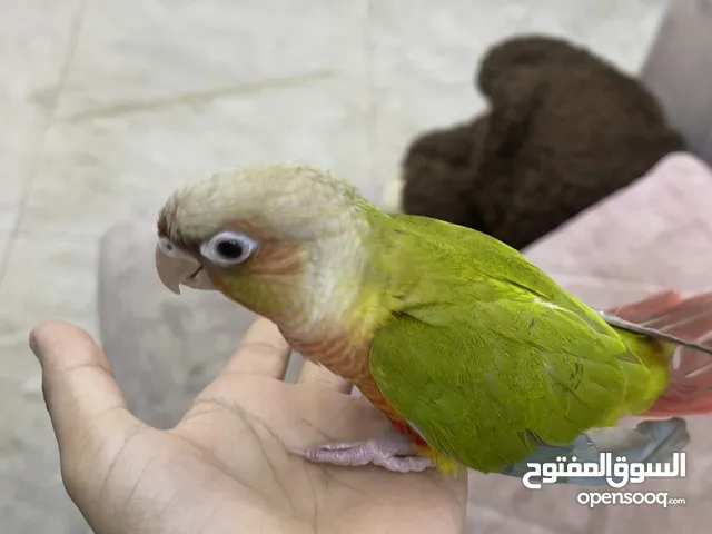 طير اليف مع قفص