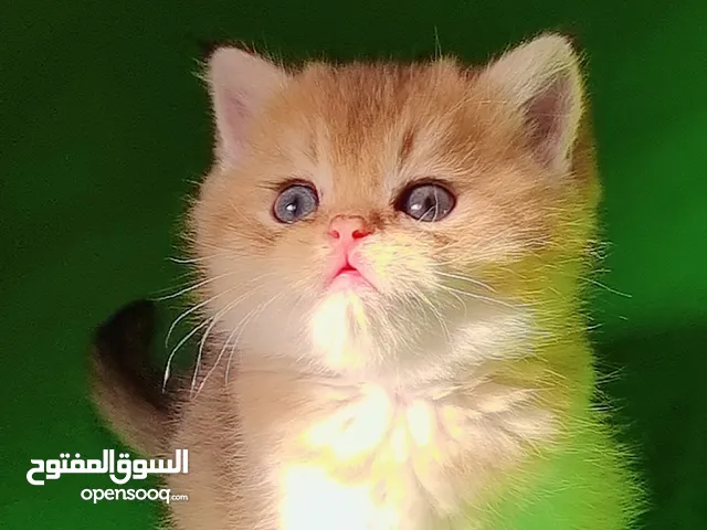 سكوتش ستريت جولد وبريتش سلفر شيدد العمر شهرين ،ذكووووور