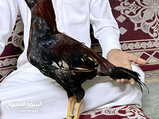 للبيع ديك باكستاني