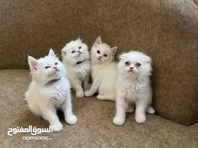 قطط شيرازي عمر شهرين