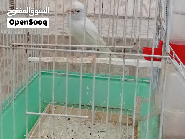 كنار للبيع المستعجل موجود في عمان