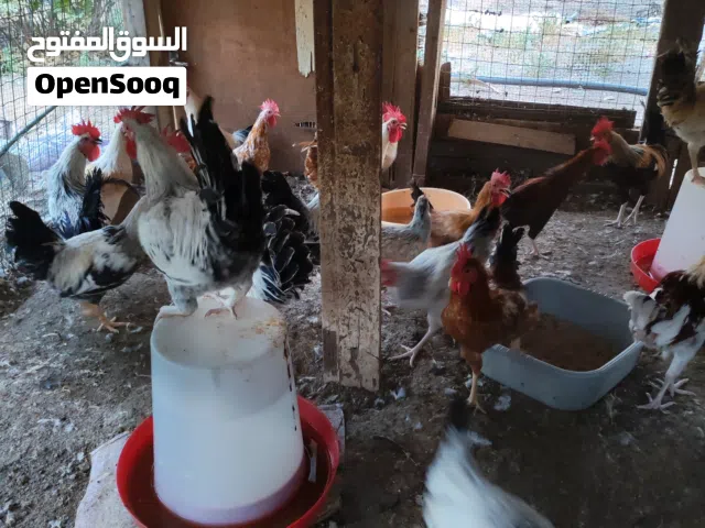 دجاج عماني و فرنسي وهجين بين الاثنين
