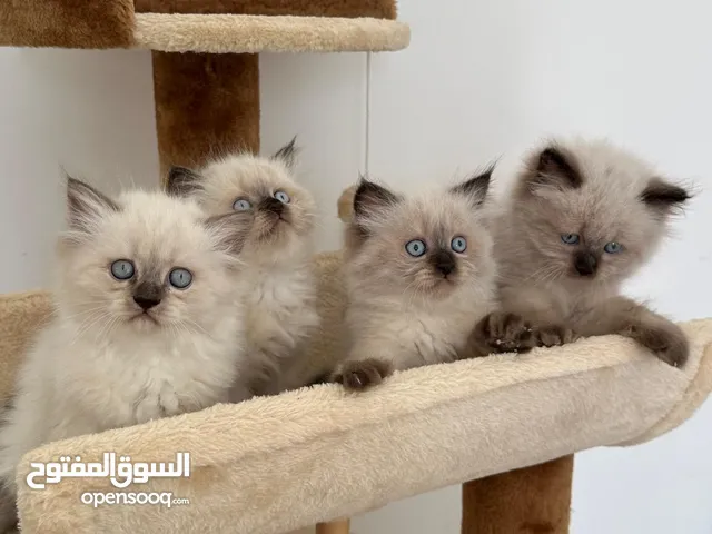 كيتين راغدول بيور