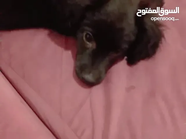 كلب صغير للبيع