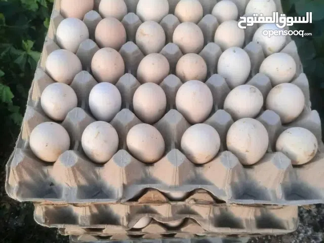 متوفر بيض دجاج