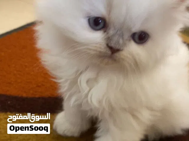 للبيع قطط شيرازي وهيمالايا قمة بالكياتة