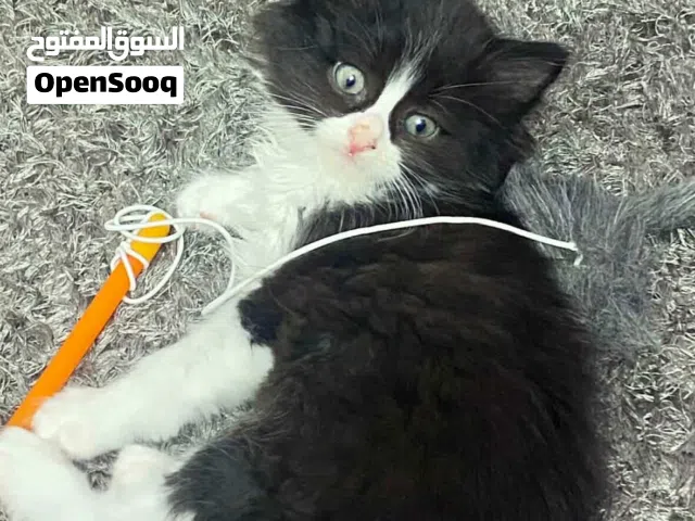 قط شانشيلا للتبني قابل للتفاوض بسعر اغراضه