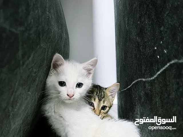 للبيع قطة شيرازي 3 اشهر بيضاء