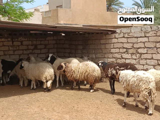 متوفر عندنا اضاحي العيد تبارك الرحمن