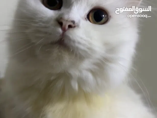 ذكر شيرازي للتبني العمر سنه