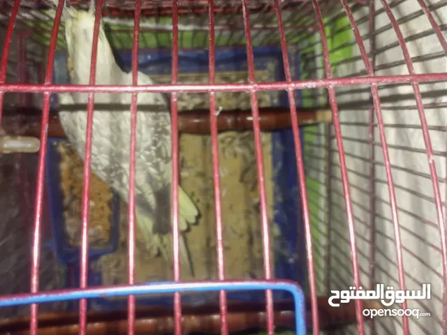 انثى كوكتيل للبيع اربد مجمع بيت راس سوق الباله