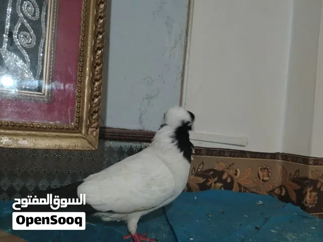 حمام للبيع