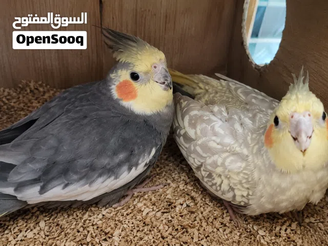 كوبية كوكتيل جبسي هولندي (ذكر وأنثى) مضمونة ومدحية عندي قبل كوبية كوكتيل جبسي هولندي عمر سنتين مضمون