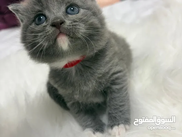 قطط برتش ذكور واناث برسوم العمر شهر