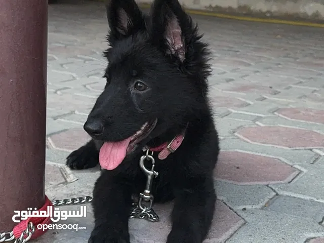 جيرمن بلاك جاك العمر شهرين ونص