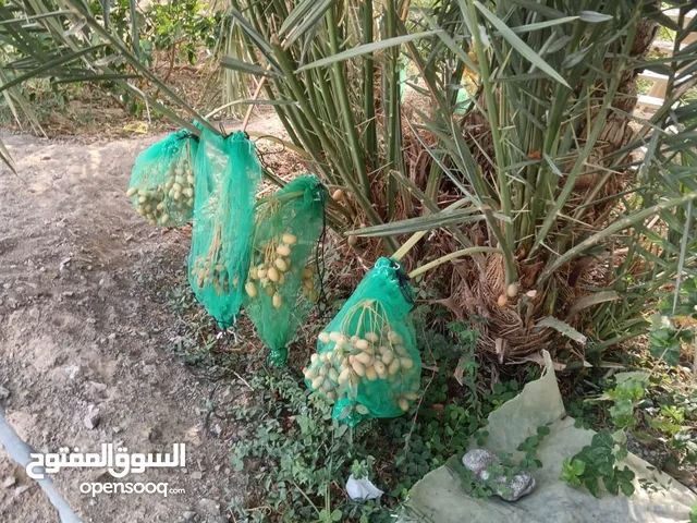 صرم خلاص مثمرات