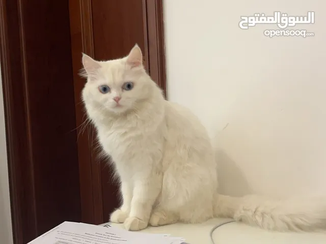 persian white cat and turkish cat