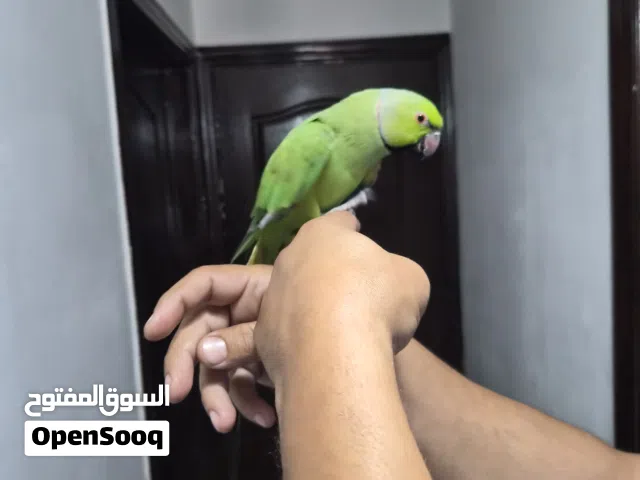اقرء التفصيل