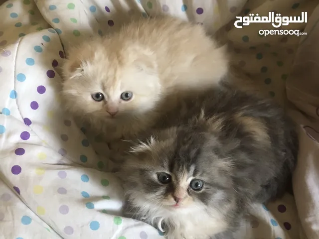كتنز اعمارهم شهرين سكوتش مكس شيرازي