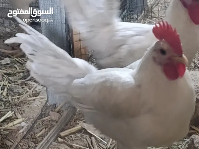 متاح ديكه فيومي المنيوم