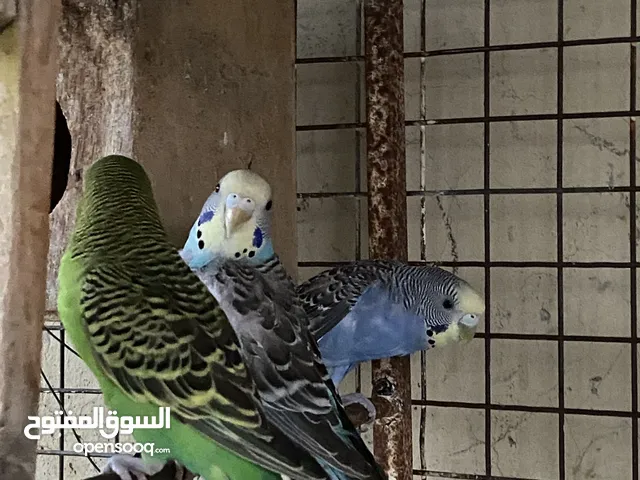 للبيع بغبغاء كناري