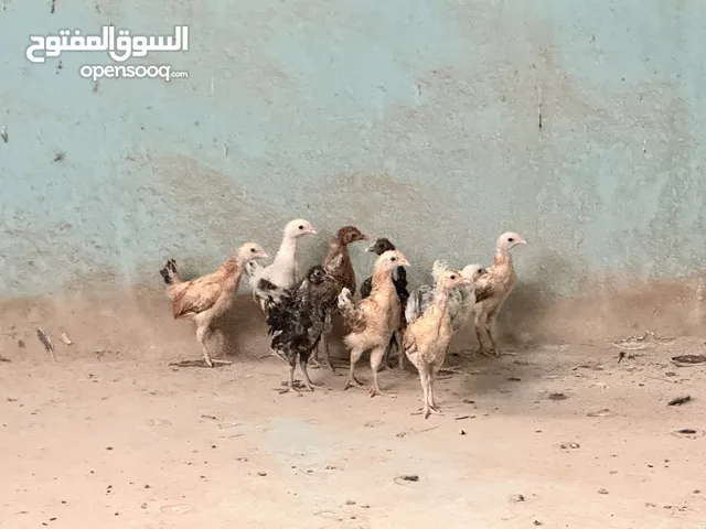 Medium Baby Chicks