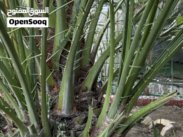 فسائل نخل برحي حر عدد 4 حجم الواحد بحجم قنينة الغاز