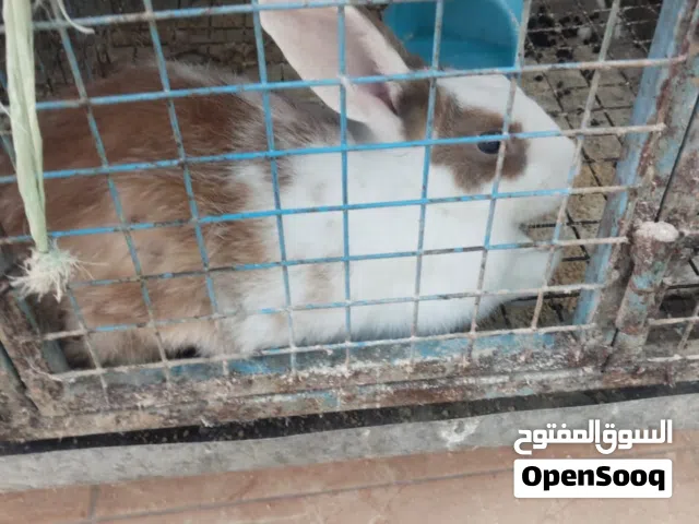 4 ارانب هولندي ذكور