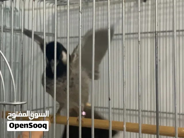 بلبل مكس حجم طيب ونغمات