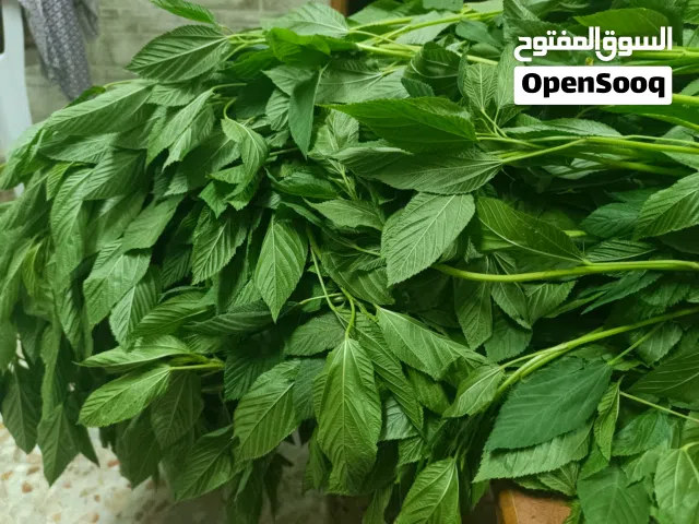 ملوخية رحاوبة تخزين وتفريز من اخر قطفة