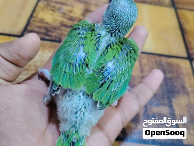 ببغاء الدره الهندي أقره الوصف