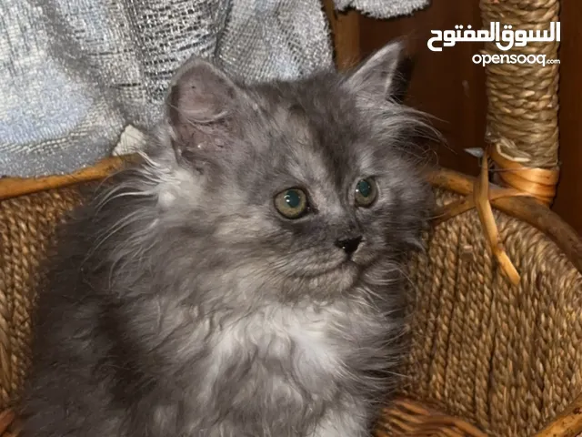 قط شيرازي بيور للبيع العمر شهرين السعر في الوصف