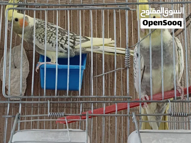 كوكتيل ازابيل لون ونضافة ربى يبارك حاجة منظمة