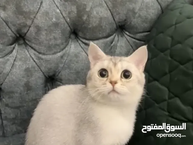قطه للتبني بريتش عمرها سنه وشهرين