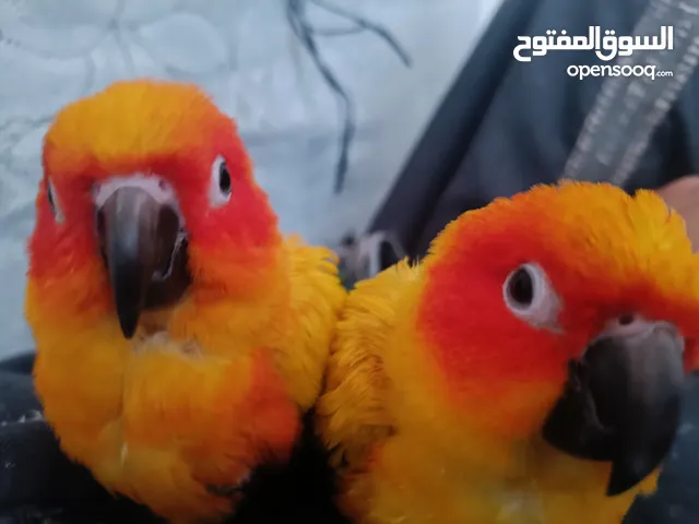 زوجين صن كونيور منتجة للبيع