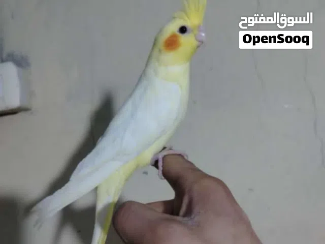 فراخ كوكتيل سوبر جامبو مفطومة وأليفة  ألوان نادرة ومميزة  توصيل لجميع المناطق