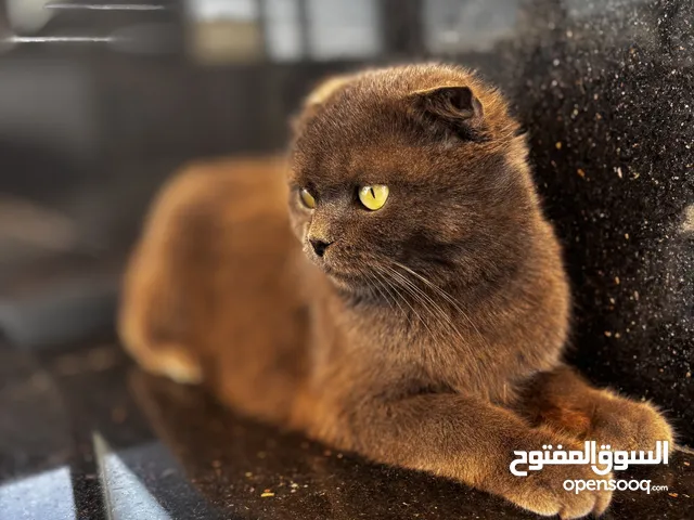 Scottish fold cat