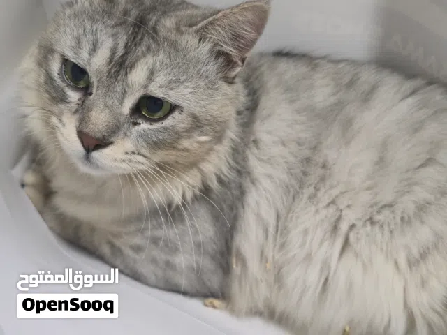 قط شيرازي اصيل