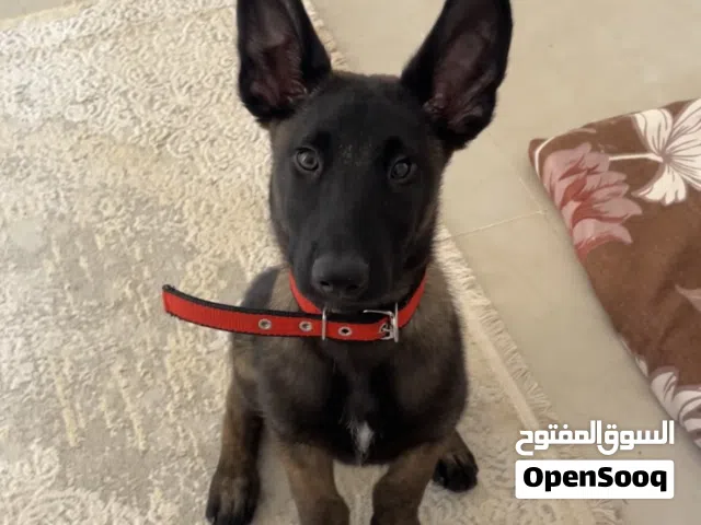 جرو مالينوا 3 شهور