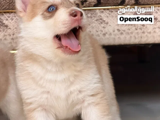بنوتة هاسكي عين و عين
