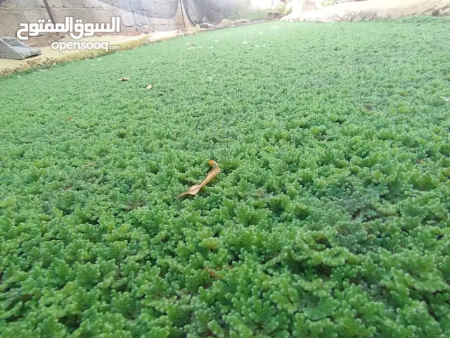 الازولا للبيع مكانه قصر اخيار
