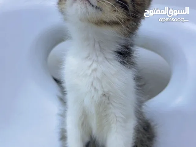Adoption for kittens.. Riyadh