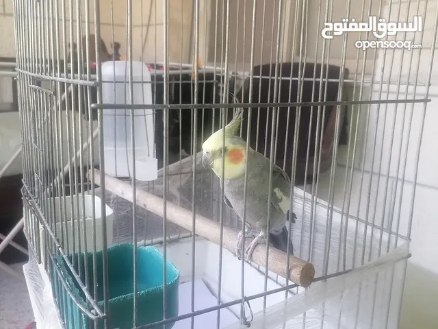 ببغاء كوكتيل ذكر