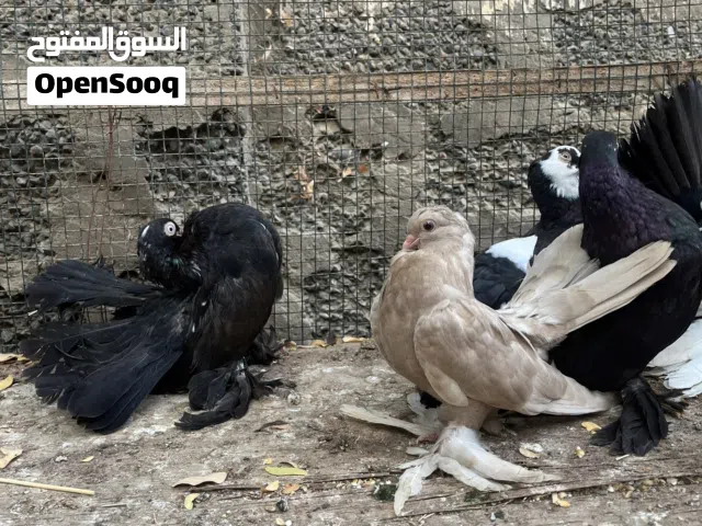 للبيع حمام
