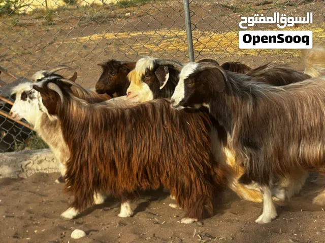 جدايه حوالي ماشاء الله