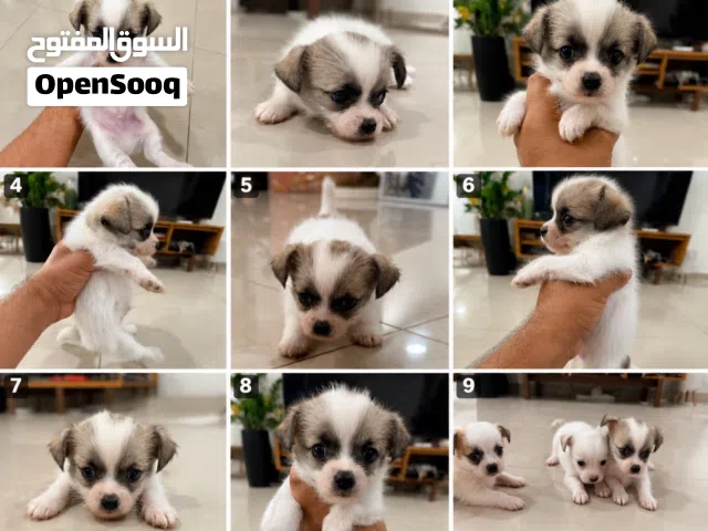 Premium Chihuahua Puppies  UAE Delivery  جراء شيواوا مميزة وصغيرة الحجم